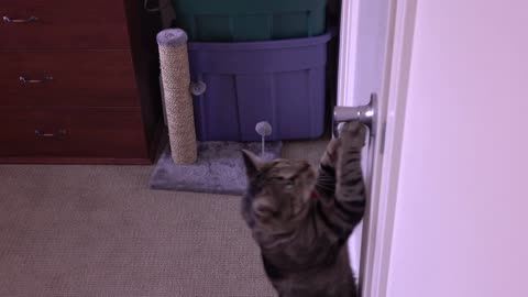 Cat Video #001-Frankie Goofball opens closet door