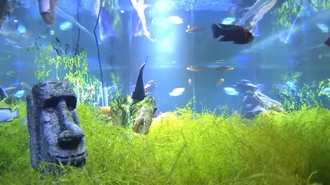 Beautiful Fish in a Beautiful Aquarium.