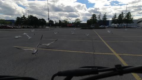 Riding my RadRunner E-Bike with the Seagulls!!!!!!