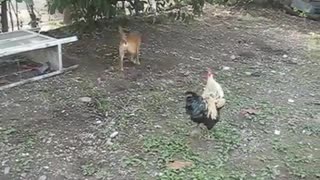 The dog and the chicken got into a fight