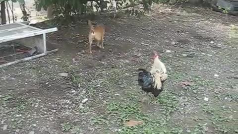 The dog and the chicken got into a fight