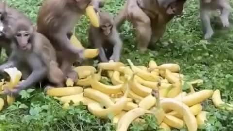Compilation of cute baby animals. 😍