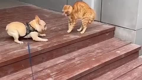 cat vs dog guess the winner