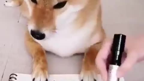 Smart Dog Playing Tic-Tac Toe|| Smart Shiba Inu dog|| Cute dog