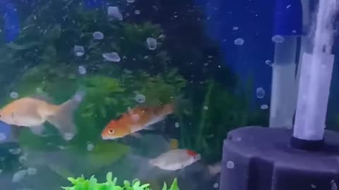 aquarium fishes ❤️qute qute #short#youtubeshort#shortvideo #love / barise age or chalivi gae