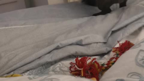 Hilarious French Bulldog Bedtime Zoomies