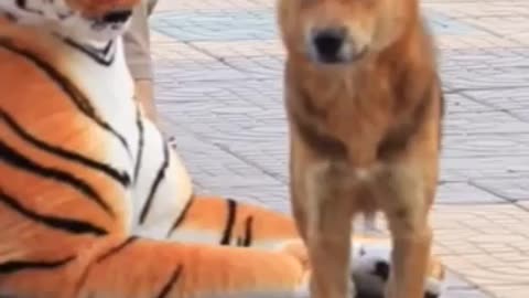 Dog vs tiger who's would win🤣🤣