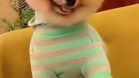 Enjoy this cute puppies video