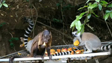 monkey eating with friends