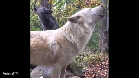 Wolf Pack Howling Compilation 2021