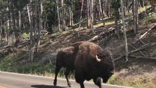 Bison Traffic Jam in Yellowstone