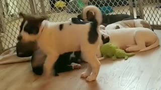 Energetic Puppy Tries To Wake Up Rest Of His Litter