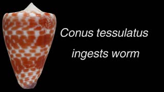 Conus tessulatus ingests worm