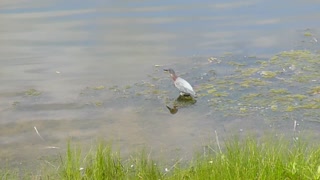 Green Heron Catches Fish