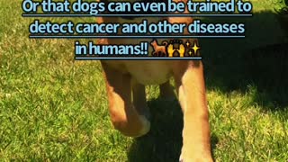 DOGS ARE AWESOME!! (Cool dog facts)