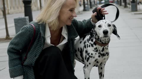 nice dog Dalmatien is a very popular dog,