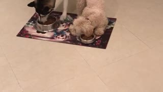 Dog eats with his ears