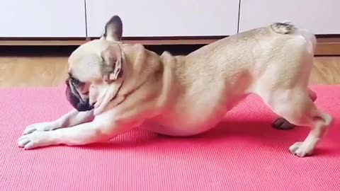 Yoga dog