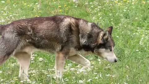 Husky Sled Dog eyes