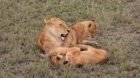 The lion caresses his cubs