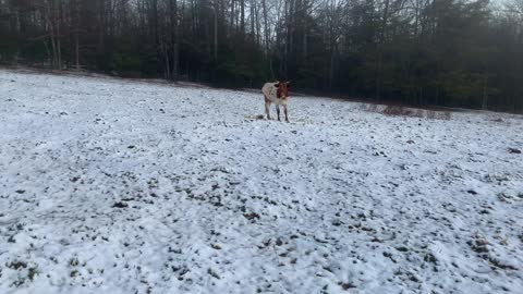 Pineywoods in the snow