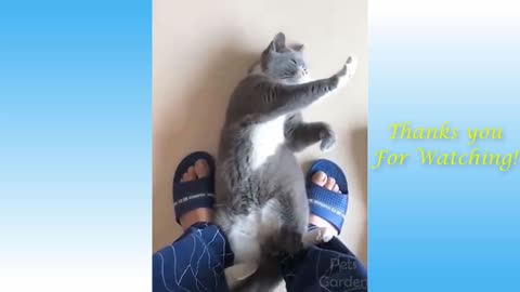 Cute Cats And Funny Dogs Videos Compilation #19