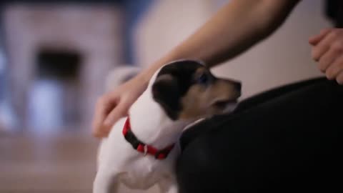 Dogs Training Video