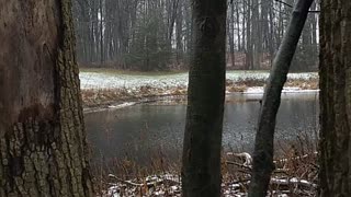 Wet, cold, and windy woods