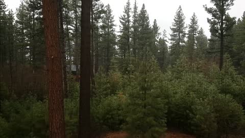 Rainy Lake Tahoe Forest shot