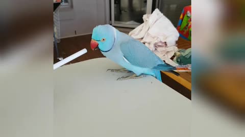 Acrobatic Parrot