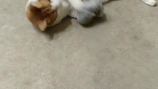 Butterscotch is playing with catnip sock