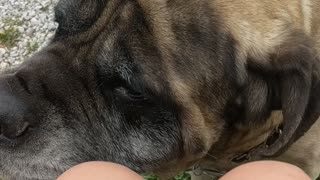 Big baby mastiff