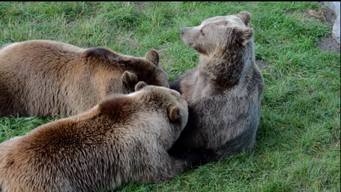 european brown bear beautiful animals