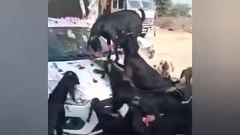 Goat Destroying Wedding Decorated Car | Funny Animal