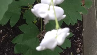 Bleeding Hearts