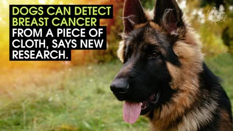 Some Dogs Can Detect Cancer
