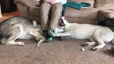 Husky Siblings Fight For The Place Under Owner's Legs