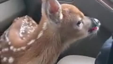 Fawn Bleats After Being Rescued