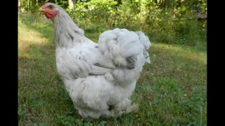 Bubba invents plastic chicken poop shower shoes