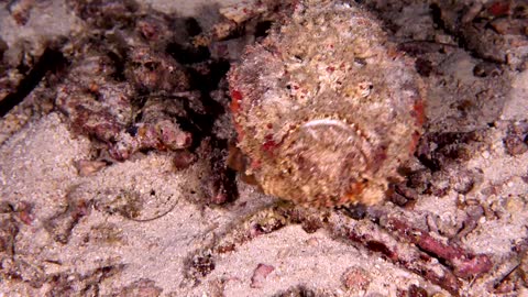 Colorful Stonefish Walking on Sand at Night