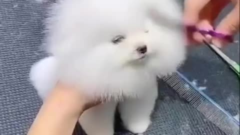 Adorable puppy so cute