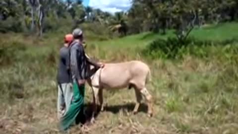 donkey jumps without stopping