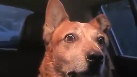 The strange dog is hearing who the woman is screaming loudly