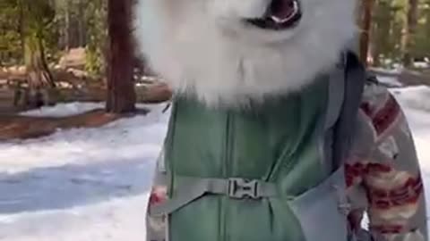 Some Feel Good: Dog In a BackPack