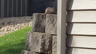 Chipmunk chirp