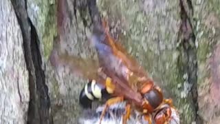 Cicada gets caught and paralyzed by a cicada killer wasp.