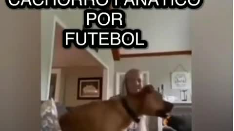 o cachorro fanáticos por futebol