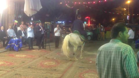 Arabian Horse Dancing in weeding party