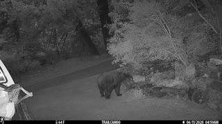 bear walking down the lane