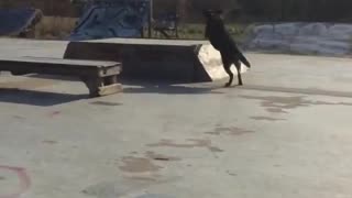 Dog playing frisbee